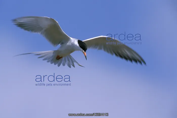  : Forster's Tern
