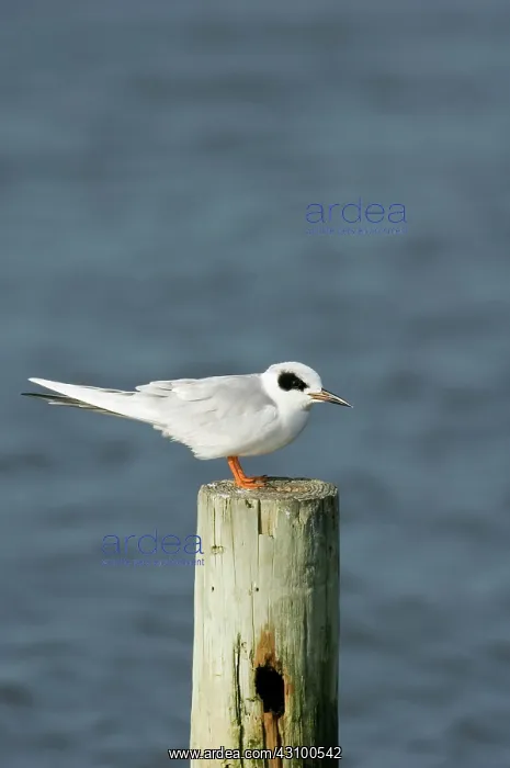 : Forster's Tern : Forster's Tern