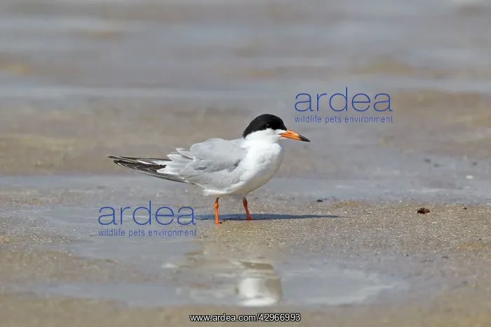: Forster's Tern - in breeding plumage : Forster's Tern - in breeding plumage
