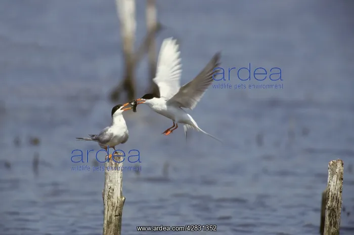 : Forster's Tern - Courtship Food Pass : Forster's Tern - Courtship Food Pass
