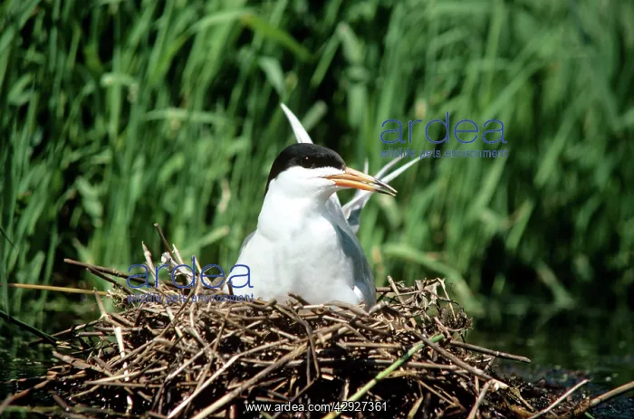 : Forster's Tern - female on nest : Forster's Tern - female on nest