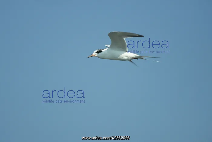 : Forster's Tern - In flight : Forster's Tern - In flight