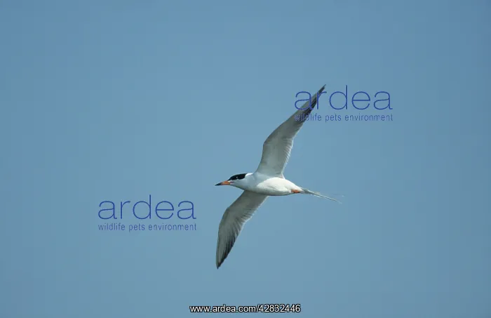 : Forster's Tern - In Flight : Forster's Tern - In Flight