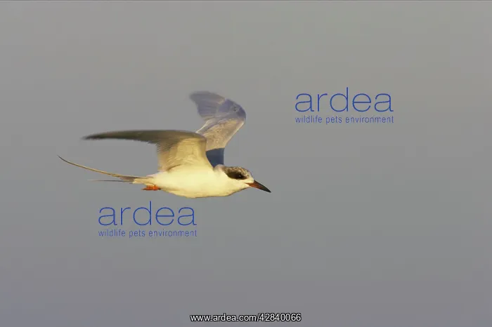 : Forster's Tern - In flight : Forster's Tern - In flight