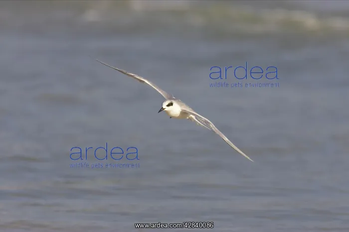 : Forster's Tern in flight : Forster's Tern in flight