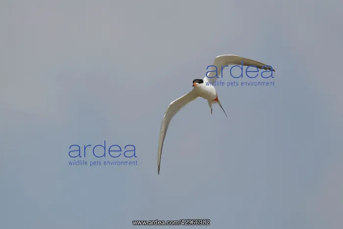 : Forster's Tern - in flight breeding plumage : Forster's Tern - in flight breeding plumage