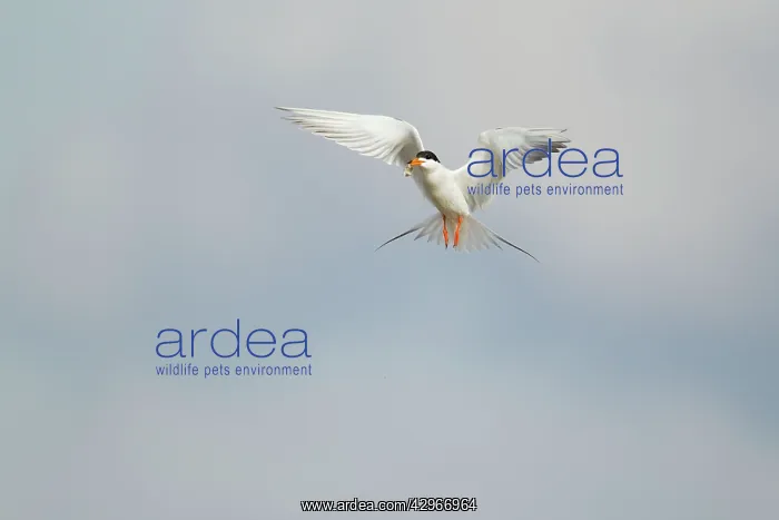 : Forster's Tern - in flight breeding plumage with fish : Forster's Tern - in flight breeding plumage with fish