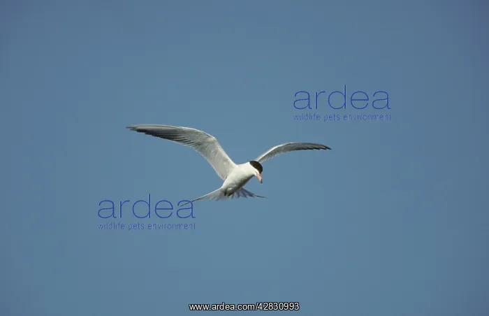 : Forster's Tern - In flight, hunting for fish : Forster's Tern - In flight, hunting for fish