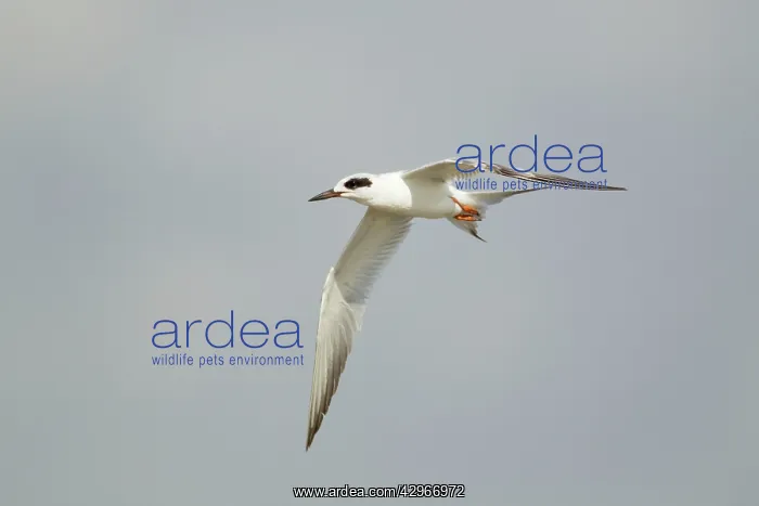 : Forster's Tern - in flight winter plumage : Forster's Tern - in flight winter plumage