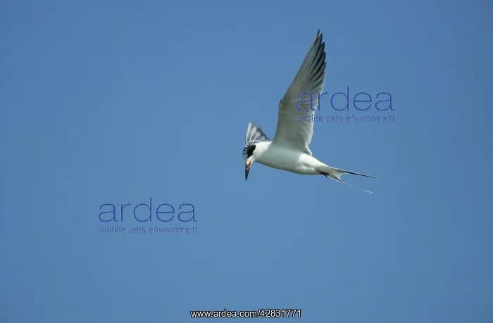 : Forster's Tern - Hunting for Fish : Forster's Tern - Hunting for Fish
