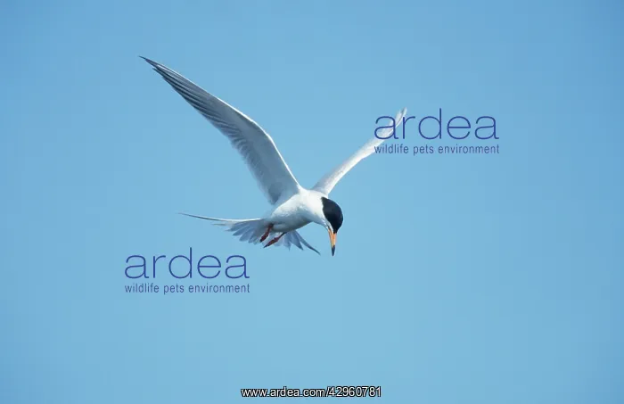 : Forster's Tern - Hunting Fish : Forster's Tern - Hunting Fish