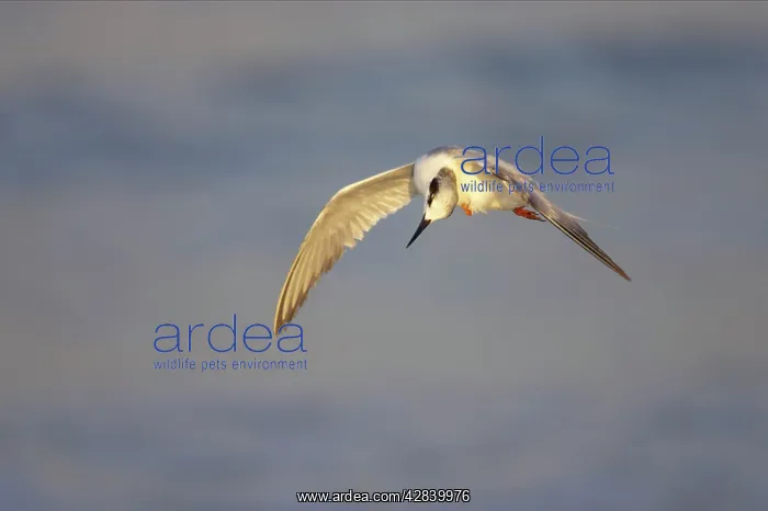: Forster's Tern scratching in flight : Forster's Tern scratching in flight