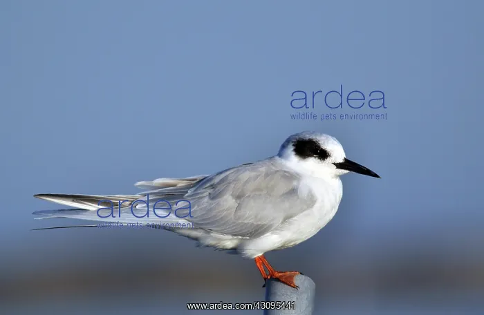 : Forster's Tern (Sterna forsteri) : Forster's Tern (Sterna forsteri)