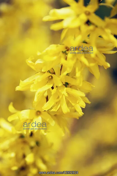 : Forsythia, Forsythia x intermedia Spring Glory : Forsythia, Forsythia x intermedia Spring Glory