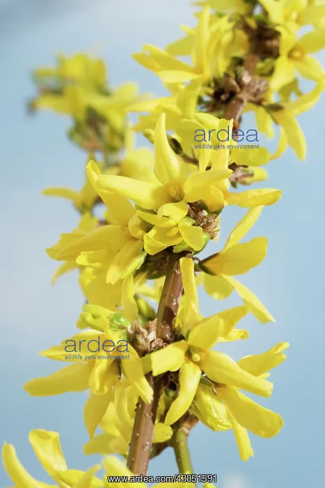 : Forsythia : Forsythia