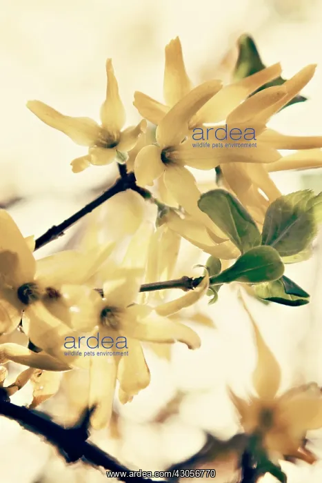 : Forsythia, Forsythia : Forsythia, Forsythia