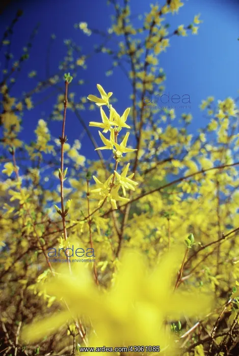 : Forsythia. Forsythia : Forsythia. Forsythia