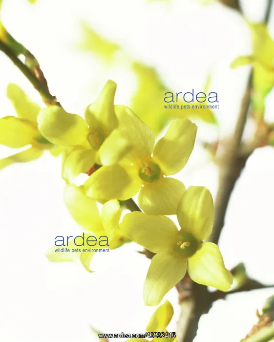 : Forsythia, Forsythia : Forsythia, Forsythia