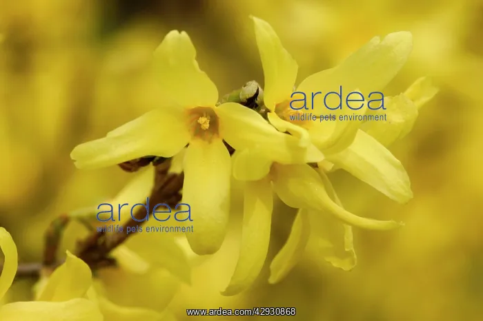 : Forsythia - close-up of flowers : Forsythia - close-up of flowers