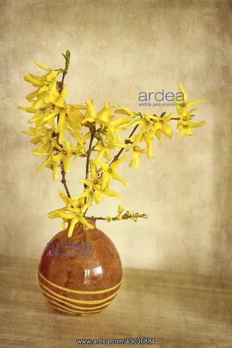 : Forsythia Flowers - Textured Image : Forsythia Flowers - Textured Image