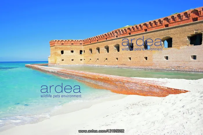 : Fort Jefferson, Dry Tortugas National Park, Florida : Fort Jefferson, Dry Tortugas National Park, Florida