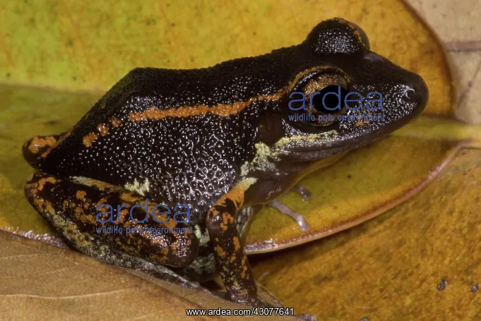 : Fort Randolph Robber Frog : Fort Randolph Robber Frog
