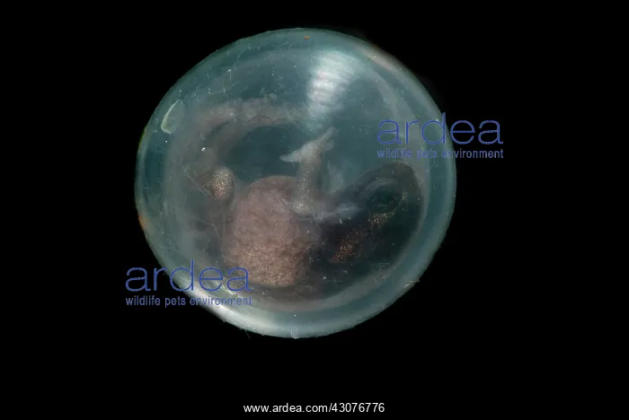 : Fort Randolph Robber Frog Egg : Fort Randolph Robber Frog Egg