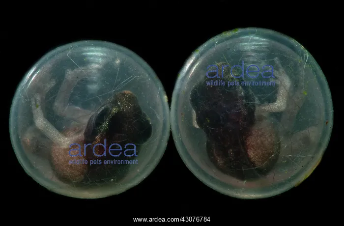 : Fort Randolph Robber Frog Eggs : Fort Randolph Robber Frog Eggs