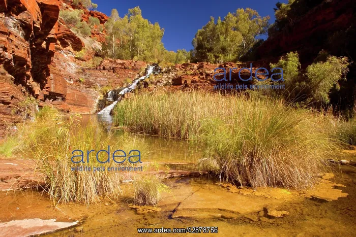 : Fortescue Falls - water of a river tumbles down : Fortescue Falls - water of a river tumbles down
