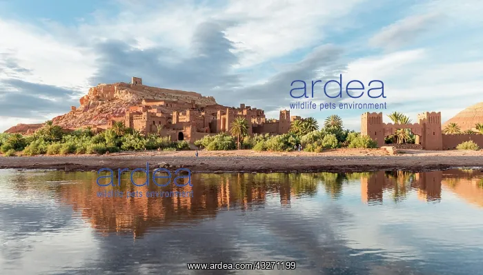 : Fortified village, residences of the Kasbah Ait : Fortified village, residences of the Kasbah Ait