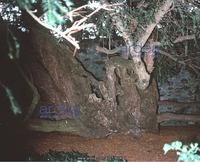 : FORTINGALL YEW - 3000 year old tree : FORTINGALL YEW - 3000 year old tree