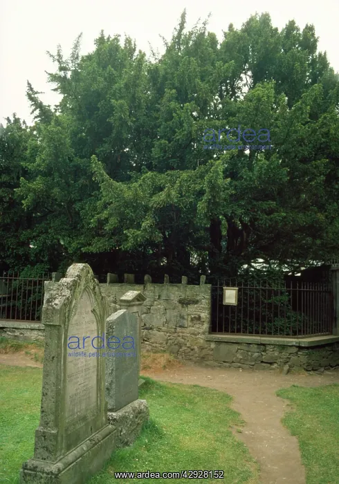 : Fortingall Yew - in Churchyard : Fortingall Yew - in Churchyard