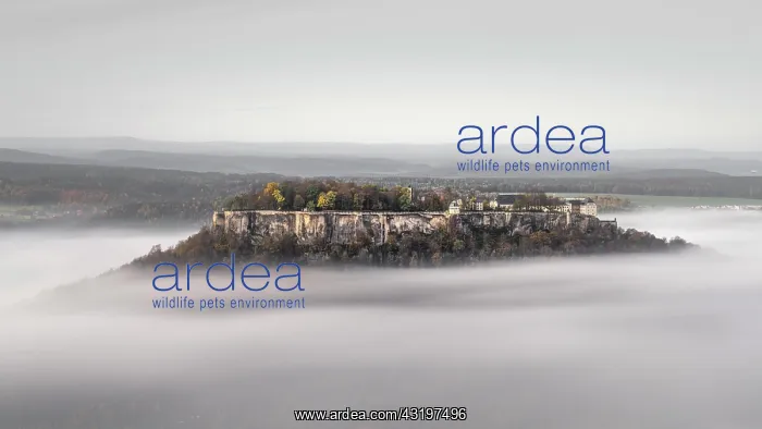 : Fortress Knnigstein im Nebel, Elbe Sandstone Mountains : Fortress Knnigstein im Nebel, Elbe Sandstone Mountains