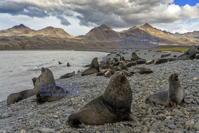 : Fortuna Bay landscape with fur seals South Georgia Antarctica : Fortuna Bay landscape with fur seals South Georgia Antarctica