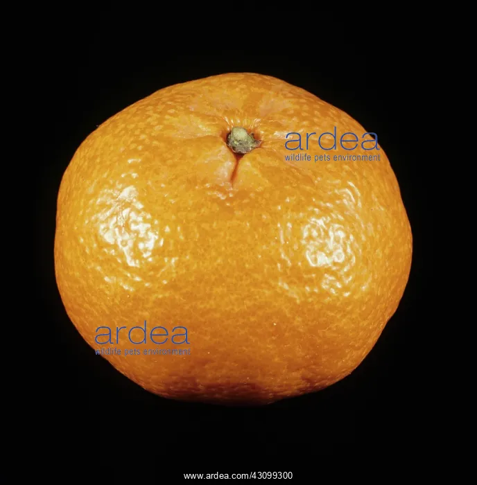 : Fortune Mandarin orange : Fortune Mandarin orange