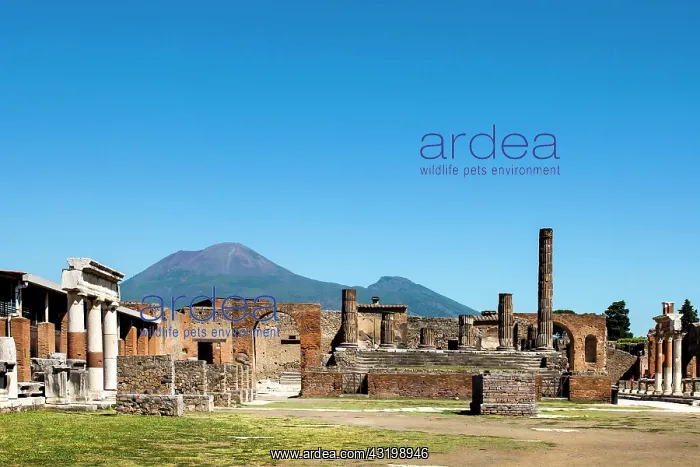 : Forum in front of Vesuvius, Pompeii ruins, Naples : Forum in front of Vesuvius, Pompeii ruins, Naples