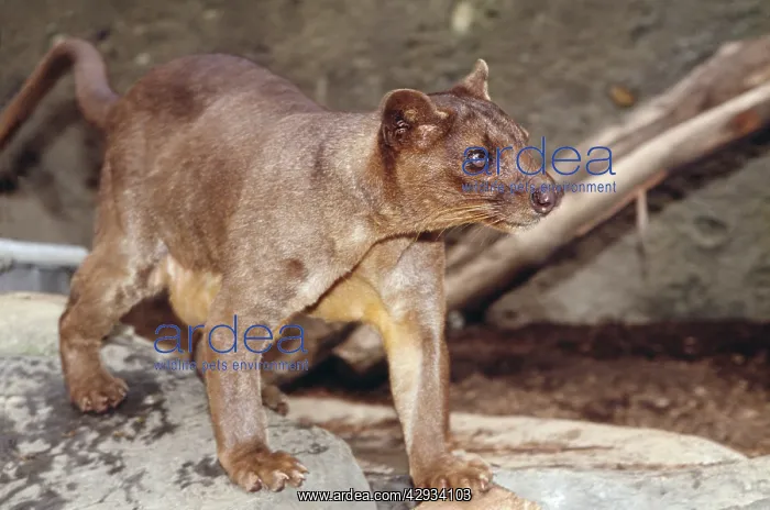 : FOSSA - whole animal : FOSSA - whole animal