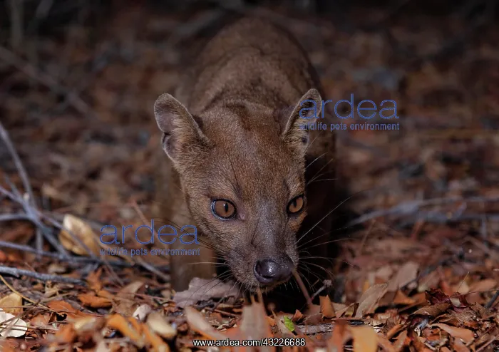 : Fossa (Cryptoprocta ferox) in the dry forests of : Fossa (Cryptoprocta ferox) in the dry forests of