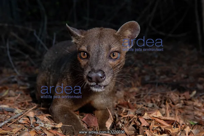: Fossa (Cryptoprocta ferox) in the dry forests of : Fossa (Cryptoprocta ferox) in the dry forests of