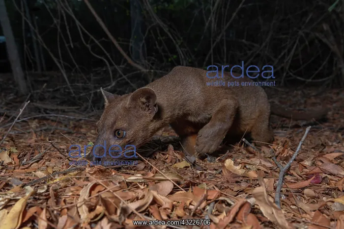 : Fossa (Cryptoprocta ferox) in the dry forests of : Fossa (Cryptoprocta ferox) in the dry forests of