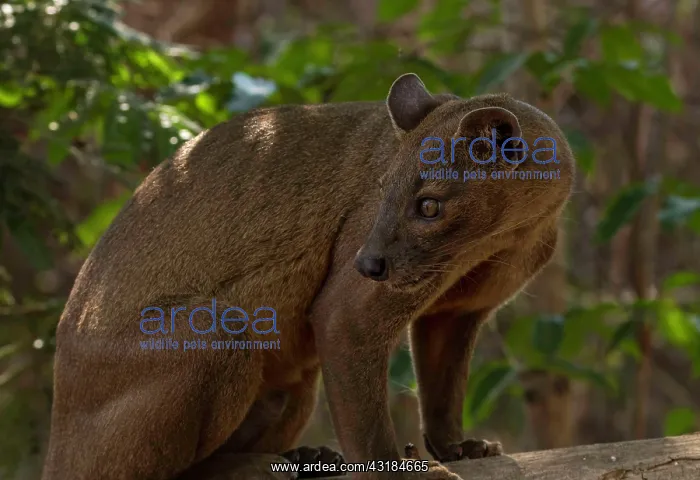 : Fossa Sneaky cat (Cryptoprocta ferrox) in the dry : Fossa Sneaky cat (Cryptoprocta ferrox) in the dry