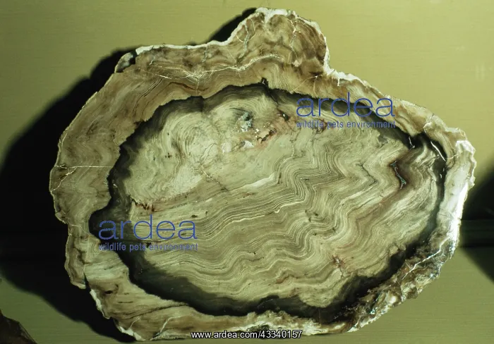  : Fossil. Cedar showing growth rings, 15 million years old