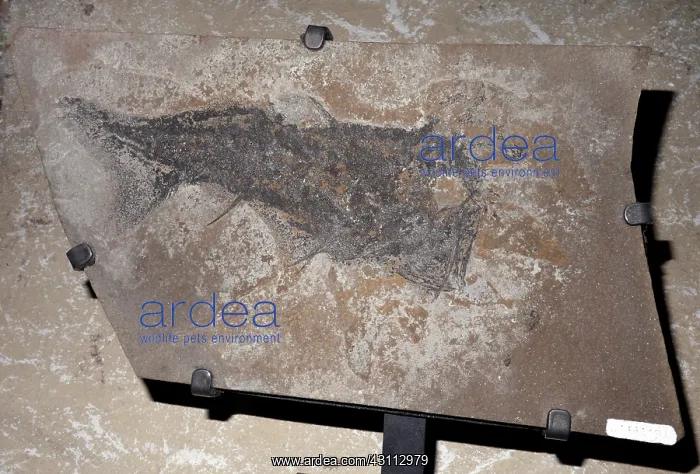  : Fossil Acanthodian