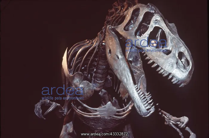 : FOSSIL - Allosaurus Dinosaur skeleton : FOSSIL - Allosaurus Dinosaur skeleton