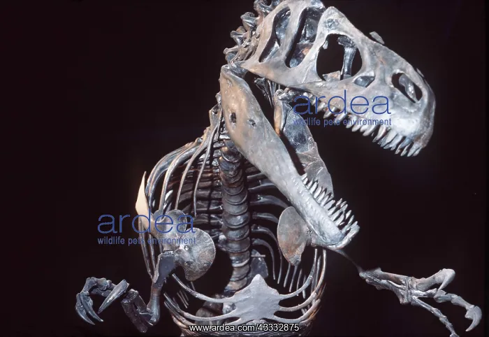 : Fossil - Allosaurus Dinosaur skeleton : Fossil - Allosaurus Dinosaur skeleton