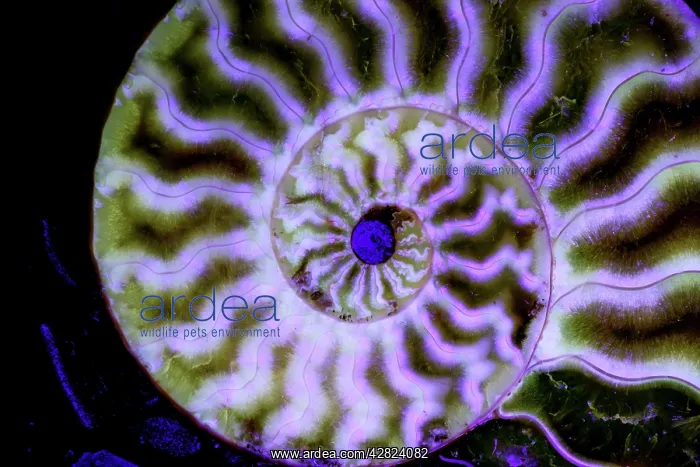 : Fossil ammonite : Fossil ammonite