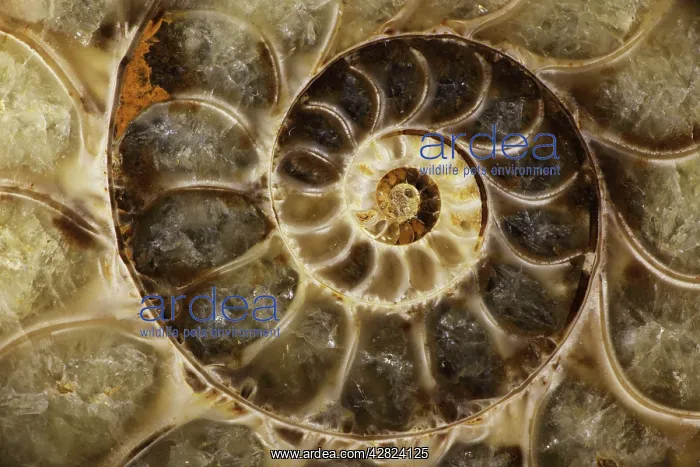 : Fossil ammonite : Fossil ammonite
