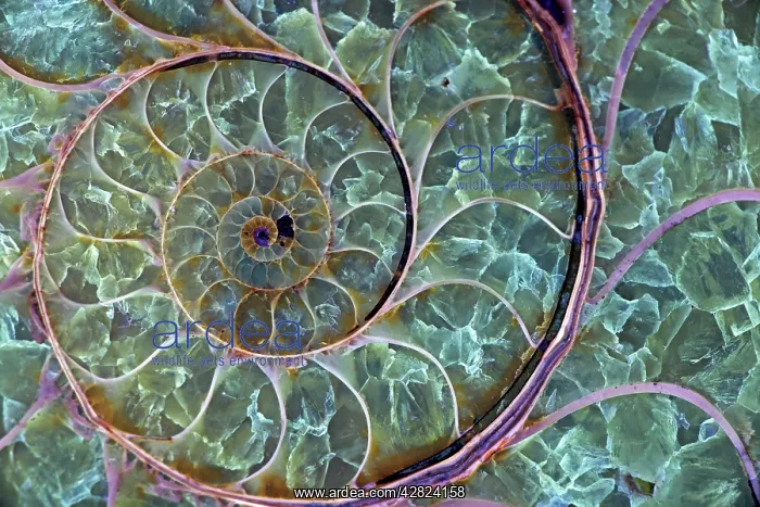 : Fossil ammonite : Fossil ammonite