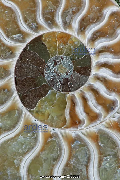 : Fossil Ammonite : Fossil Ammonite