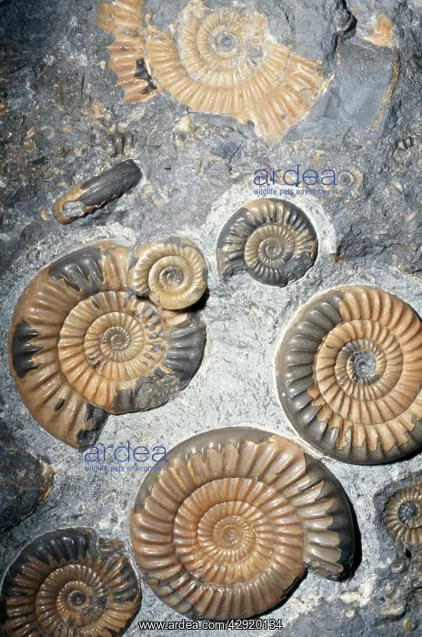 : FOSSIL - AMMONITE : FOSSIL - AMMONITE